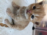 Chatons Highland Straight LOOF à réserver