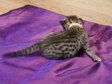 Chatons savannah F4 SBT disponibles à la reservation