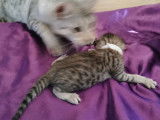 Chatons savannah F4 SBT disponibles à la reservation