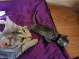 Chatons savannah F4 SBT disponibles à la reservation