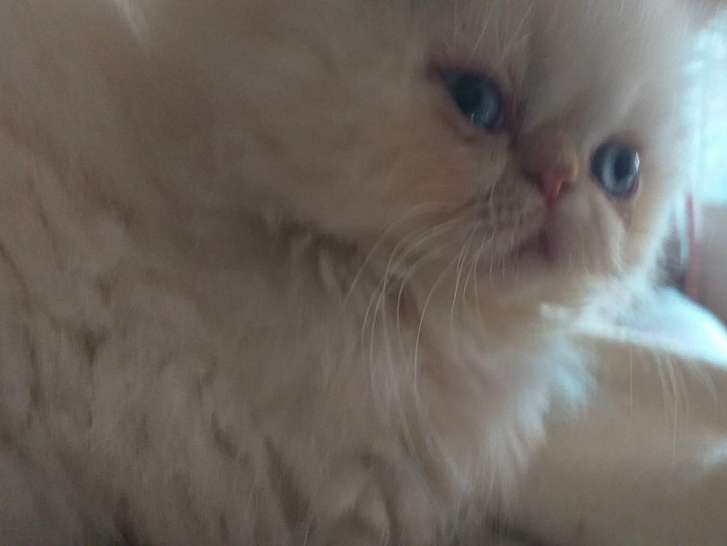 1 Chaton Persan Male Colourpoint A Vendre Petite Annonce Chat