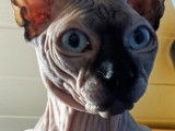 Jeune Sphynx canadien pour saillie