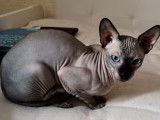 Jeune Sphynx canadien pour saillie
