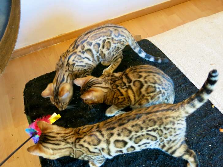 Magnifique chatons Bengals brown rosetted à vendre