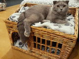 Superbe m&acirc;le Scottish Fold lilac pour saillie