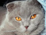 Superbe m&acirc;le Scottish Fold lilac pour saillie
