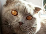 Superbe m&acirc;le Scottish Fold lilac pour saillie