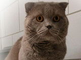 Superbe m&acirc;le Scottish Fold lilac pour saillie