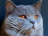 Magnifique British Shorthair mâle bleu pour saillie
