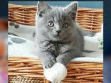 Magnifique British Shorthair mâle bleu pour saillie