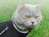 Magnifique British Shorthair mâle bleu pour saillie