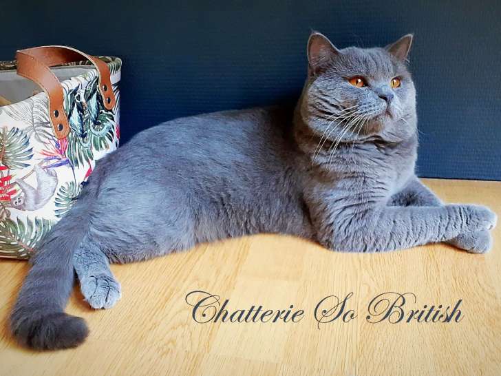 Notre magnifique British Shorthair Blue, déjà papa de superbes chatons et possédant un très beau Pedigree