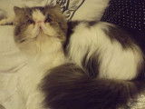 Persan brown blotched tabby et blanc à vendre