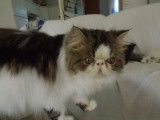 Persan brown blotched tabby et blanc à vendre