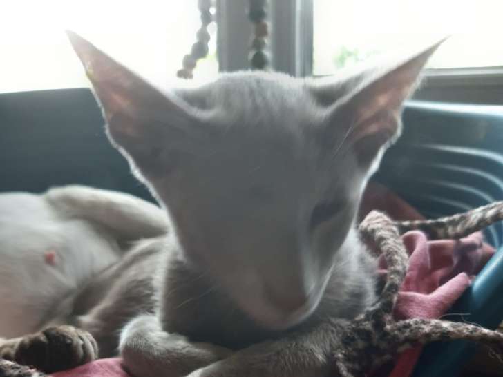 Chaton siamois/orientaux