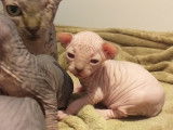 Chatons Sphynx LOOF à réserver