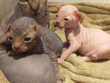 Chatons Sphynx LOOF à réserver