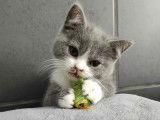 Chatons British Shorthair 2021 / 2022
