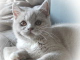 Chatons British Shorthair 2021 / 2022