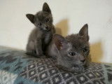 Chat Korat à naître