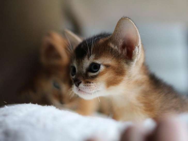 Chatons Abyssin A Reserver Pour Mi Avril 21 Petite Annonce Chat