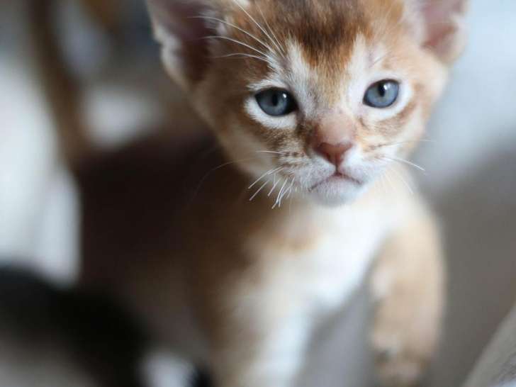 Chatons Abyssin A Reserver Pour Mi Avril 21 Petite Annonce Chat