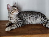 Bengal Silver pour saillie