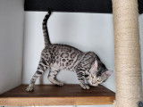 Bengal Silver pour saillie