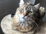 Pixie Bob mâle polydactyle disponible pour saillie