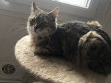Pixie Bob mâle polydactyle disponible pour saillie