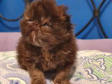 femelle black tortie