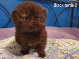 femelle black tortie