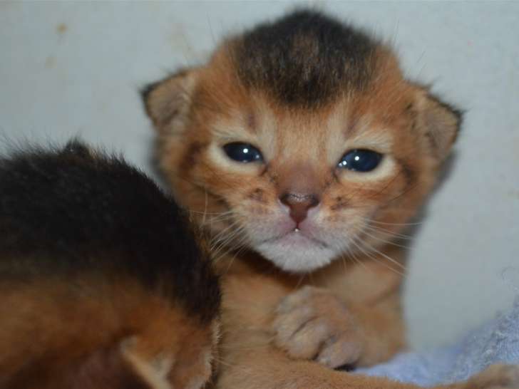 Chatons Abyssins LOOF disponibles
