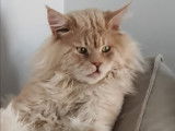 Maine Coon LOOF pour saillie