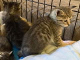 Portée de 6 chatons Pixie Bob à vendre