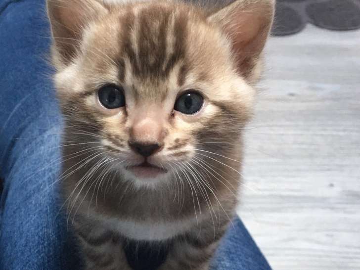 Chaton Bengal LOOF disponible