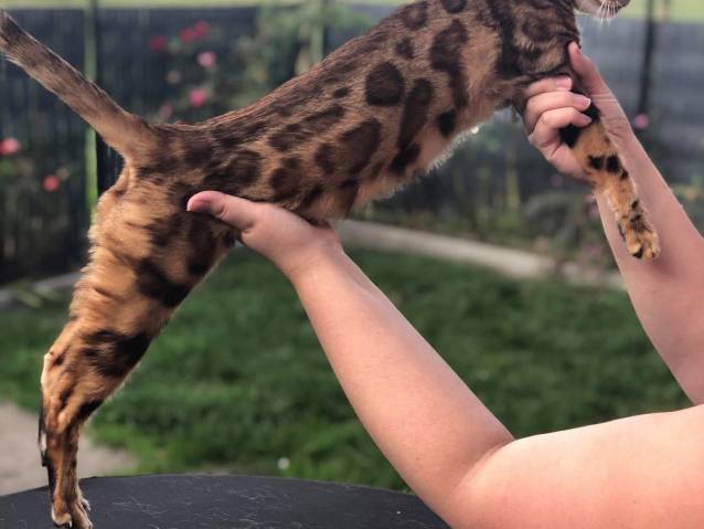 Femelle Bengal Adulte Petite Annonce Chat