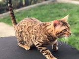 1 chaton femelle disponible !