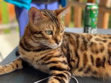1 chaton femelle disponible !