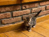 1 chaton femelle disponible !