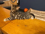 1 chaton femelle disponible !
