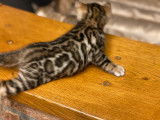 1 chaton femelle disponible !