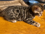 1 chaton femelle disponible !