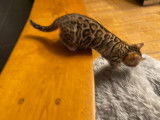 1 chaton femelle disponible !