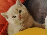 Deux Femelles British Shorthair LOOF à réserver