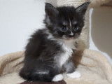 Mâle Maine Coon noir argenté et blanc LOOF disponible sous réservation