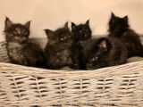 5 chatons Maine Coon à réserver