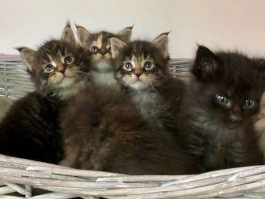 5 chatons Maine Coon à réserver