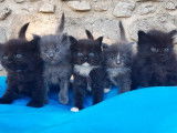 Port&eacute;e de 22 chatons Maine Coon LOOF &agrave; r&eacute;server