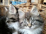 Port&eacute;e de 22 chatons Maine Coon LOOF &agrave; r&eacute;server